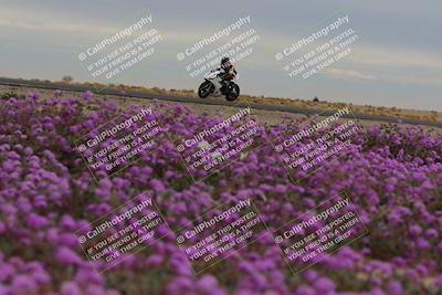media/Jan-14-2023-SoCal Trackdays (Sat) [[497694156f]]/Turn 14 Exit Bloomig (145pm)/